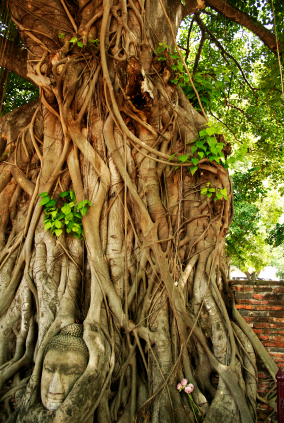 SEMINARIO SUGLI SPIRITI DI NATURA